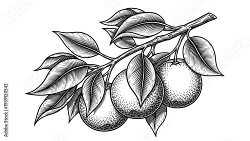 Vintage orange branch engraving, antique citrus fruit with leaves sketch and botanical illustration in woodcut style