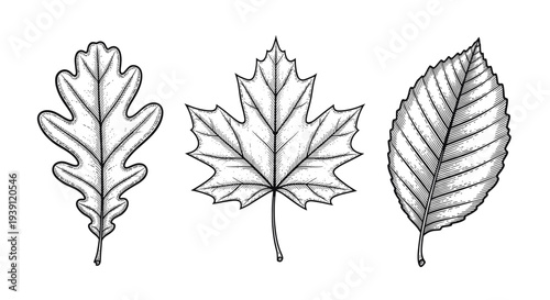 Vintage botanical engraving collection of oak maple and birch tree leaves detailed hand drawn nature illustration in classic woodcut style