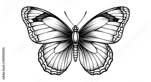 Vintage engraving butterfly detailed symmetrical insect illustration hand drawn natural history woodcut style