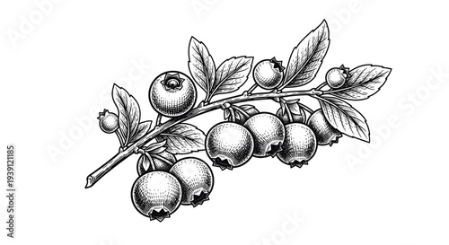 vintage blueberry branch with ripe berries and leaves detailed botanical engraving illustration isolated, hand drawn antique fruit plant woodcut style natural food artwork