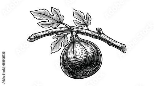 Vintage fig fruit engraving, antique botanical branch sketch and common fig illustration in woodcut style isolated