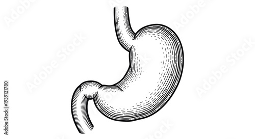 human stomach anatomical vintage medical engraving illustration isolated, detailed digestive system organ hand drawn antique anatomy woodcut style