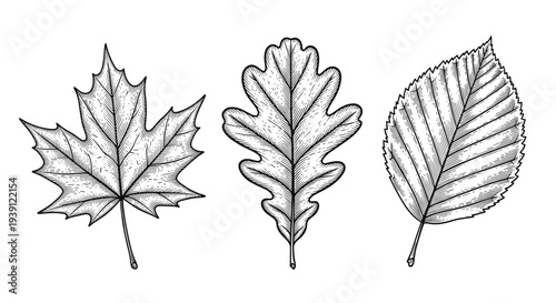 Vintage botanical engraving collection of oak maple and birch tree leaves detailed hand drawn nature illustration in classic woodcut style