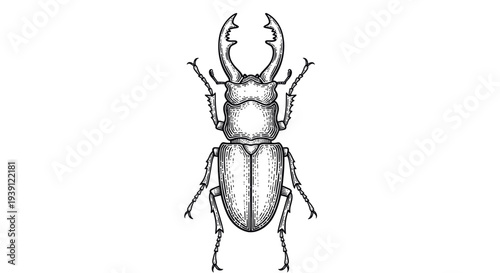 Vintage engraving stag beetle insect detailed entomology illustration hand drawn natural history woodcut style