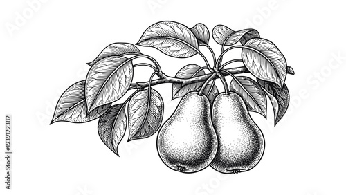Vintage Pear Branch Engraving Style. Vector Hand Drawn Illustration of Organic Fruit with Leaves.