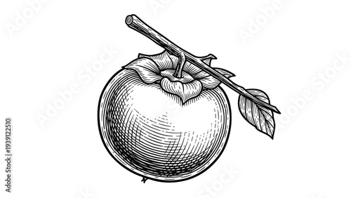 Vintage persimmon fruit with branch and leaves detailed botanical engraving illustration isolated, hand drawn antique fruit woodcut style natural food artwork