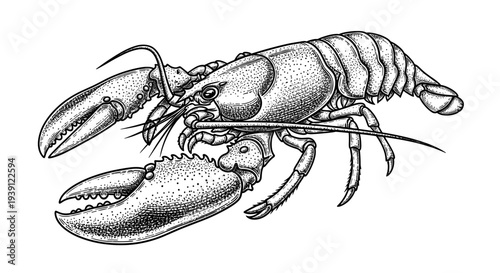 Vintage engraving lobster seafood detailed marine crustacean illustration hand drawn ocean animal in classic woodcut style