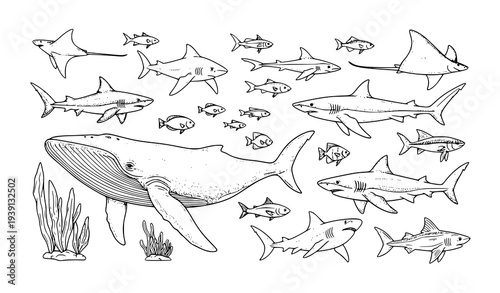 Ocean Marine Animals Hand Drawn Illustration Whale Shark Fish Collection