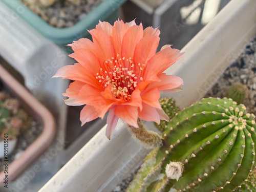 Vibrant peach Lobivia cactus flower blooming in a white pot.