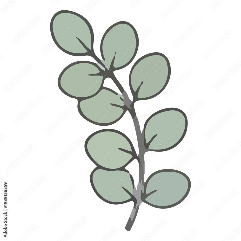 Obraz premium Eucalyptus Branch Illustration