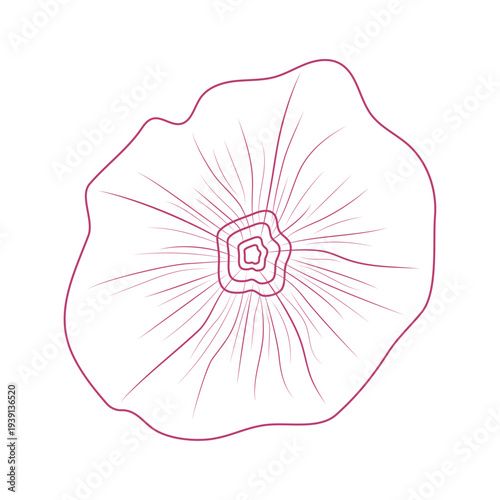 Pink flower isolated on a transparent or white background. Vector illustration. Morning glory drawn in outline. Line drawing. Close-up element for decorating summer and spring designs.