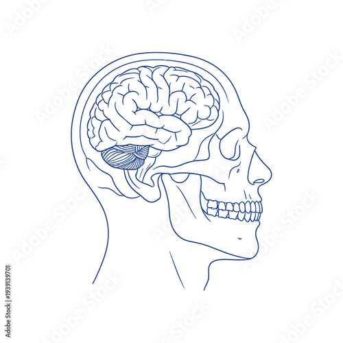 Detailed illustration of human brain and skull anatomy in profile
