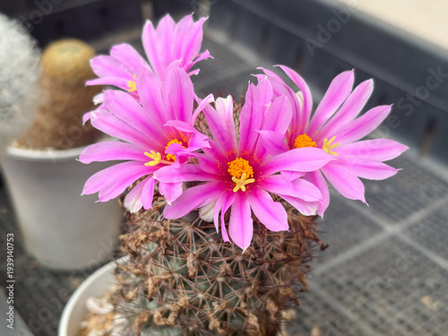 Pink Mammillaria schumannii cactus flowers blooming in a cluster.