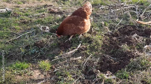 Wallpaper Mural Free Range Brown Hen Pecking and Foraging on Rural Farm Ground Torontodigital.ca