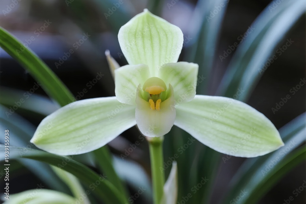 Fototapeta premium Close-up of a pale green orchid flower with yellow center, surrounded by long green leaves in a natural setting
