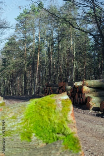 Wallpaper Mural A close-up shot shows a moss-covered log in the foreground with blurred stacks of harvested timber in a sunny forest setting. Torontodigital.ca