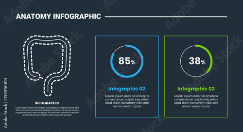 Human body anatomy infographic process diagram with colon intestine parts with percentage data comparison with dark background bright outline style 2 points