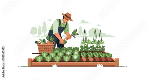 Farmer Harvesting Fresh Green Vegetables in Garden.