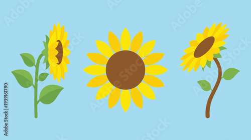Three sunflowers in different stages of bloom on blue background.