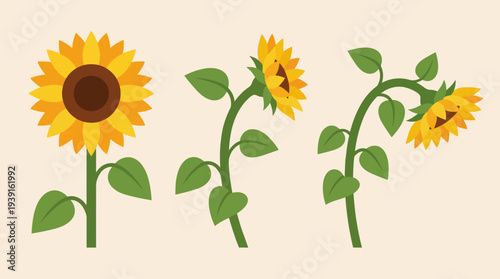Three sunflowers with varying bloom stages on a beige background.