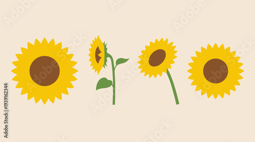 Four sunflowers in various stages of growth.
