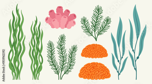 Assorted underwater plants and coral illustration set.