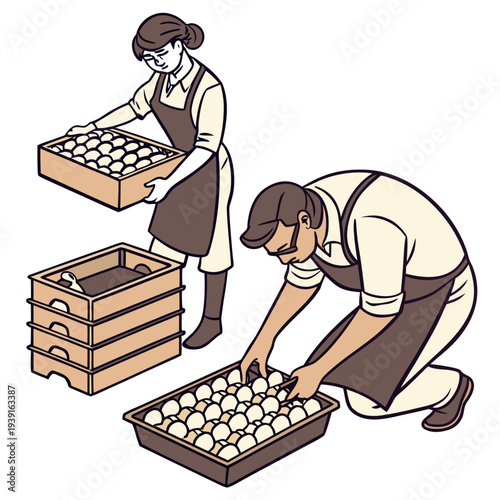 Of a man and woman collecting eggs from trays countryside