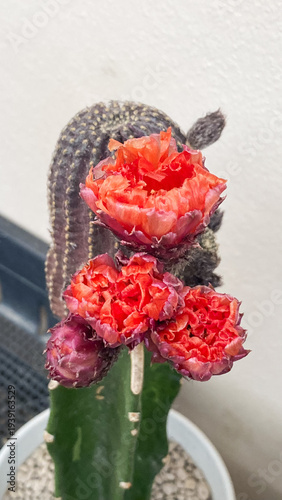 Vibrant orange multi-layered Lobivia cactus flower blooming on graft.