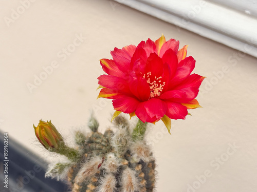 Beautiful red and yellow bicolor Lobivia cactus flower blooming in garden.