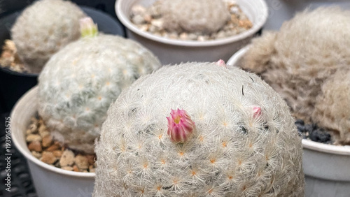 Mammillaria plumosa cactus with soft white hair and tiny flower.