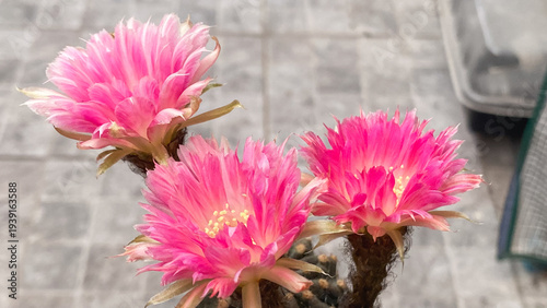 Group of bright pink Lobivia cactus flowers blooming together.