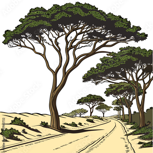 Desert road with trees on sandy hillside green leaves
