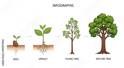 A vector graphic illustrating the growth stages of a tree from seed to maturity