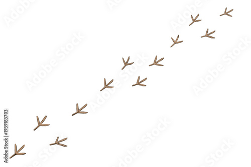 Bird tracks lead across a sandy surface in a natural setting during