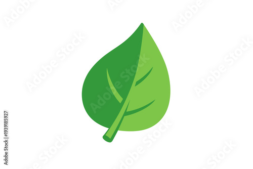 Green leaf design showing simple shape and curves for nature and