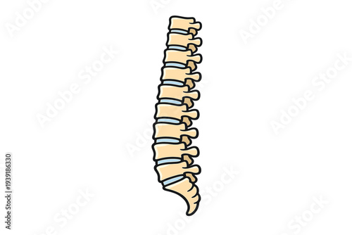 Drawing of a human spine showing vertebrae in a straight line with