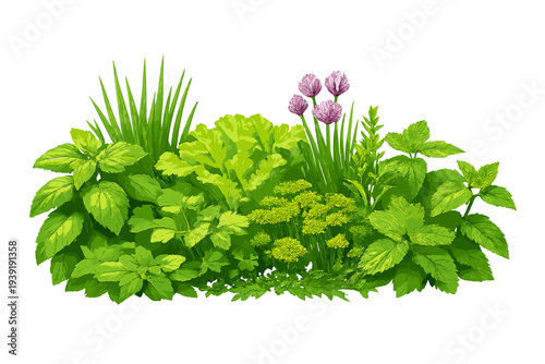 Various types of green herbs and vegetables arranged in a natural