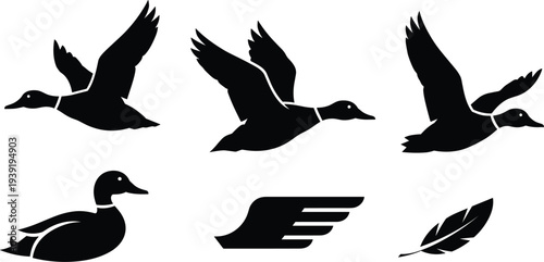 Detailed Set of Black Duck Silhouettes in Flight and Floating Positions Featuring Realistic Wings Feathers and Mallard Profiles for Hunting and Nature Design.