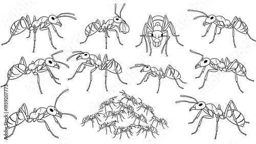 Detailed Line Art of an Ant Colony: A Versatile Vector Illustration for Educational Materials, Nature Studies, and Design Projects Featuring Intricate Insect Anatomy and Social Behavior