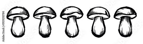 Five hand-drawn black ink mushrooms in a row, a simple monochrome sketch with a rough brush stroke texture and artistic hatching creating a natural botanical illustration