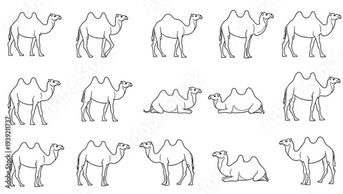 Cartoon Camel Collection: Humorous Line Art Designs Featuring Standing, Walking, and Resting Dromedaries, Ideal for Children's Books, Educational Resources, and Creative Projects
