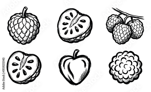 Hand-drawn cherimoya fruit illustration set in a bold black ink sketch style, showing the whole sugar apple, cross-sections with seeds, and a cluster on a branch