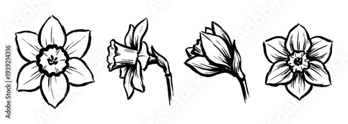 Four black ink brush stroke daffodil flowers are hand-drawn in a minimalist sketch style, showing different angles and perspectives of the spring blooms