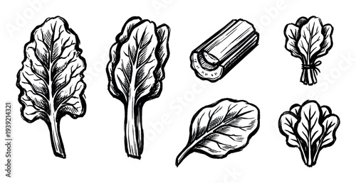 Set of hand-drawn leafy green vegetables including chard, spinach, and celery in a bold black and white ink sketch style perfect for organic food concepts