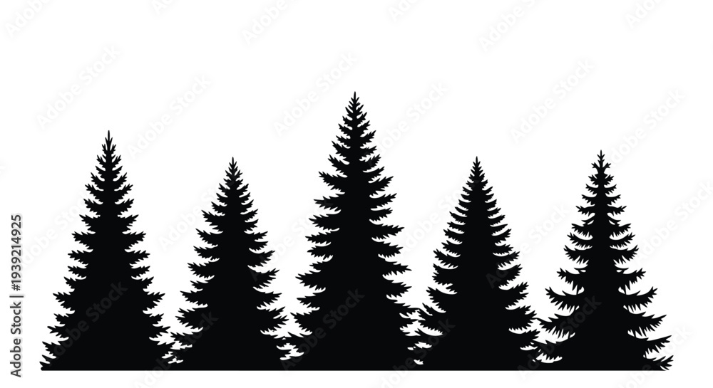 Obraz premium Dark forest of coniferous trees against a white background silhouette