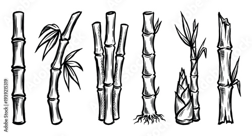 Set of hand-drawn bamboo illustrations featuring various elements like stalks, leaves, roots, and shoots in a black and white ink sketch or woodcut style for botanical design