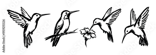 Set of four black ink hummingbirds drawn in a rough brush stroke style, featuring the birds flying, perched on a branch, and feeding from a simple flower illustration