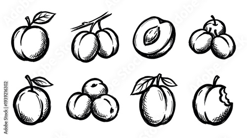 Set of eight hand-drawn plum fruit illustrations in a black and white sketch style, featuring whole, sliced, grouped, and bitten fruit icons for a natural food concept