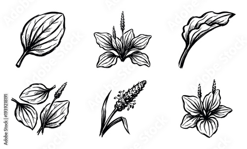 Set of six hand-drawn plantain illustrations showing the medicinal herb's leaves and flowers in a detailed black ink sketch style for botanical designs