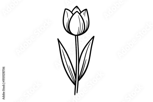 Tulip flower drawing with black outline on transparent background, symbolizing spring, nature, and growth